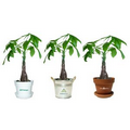 Money Tree / Pachira Plant in Pot & marbles